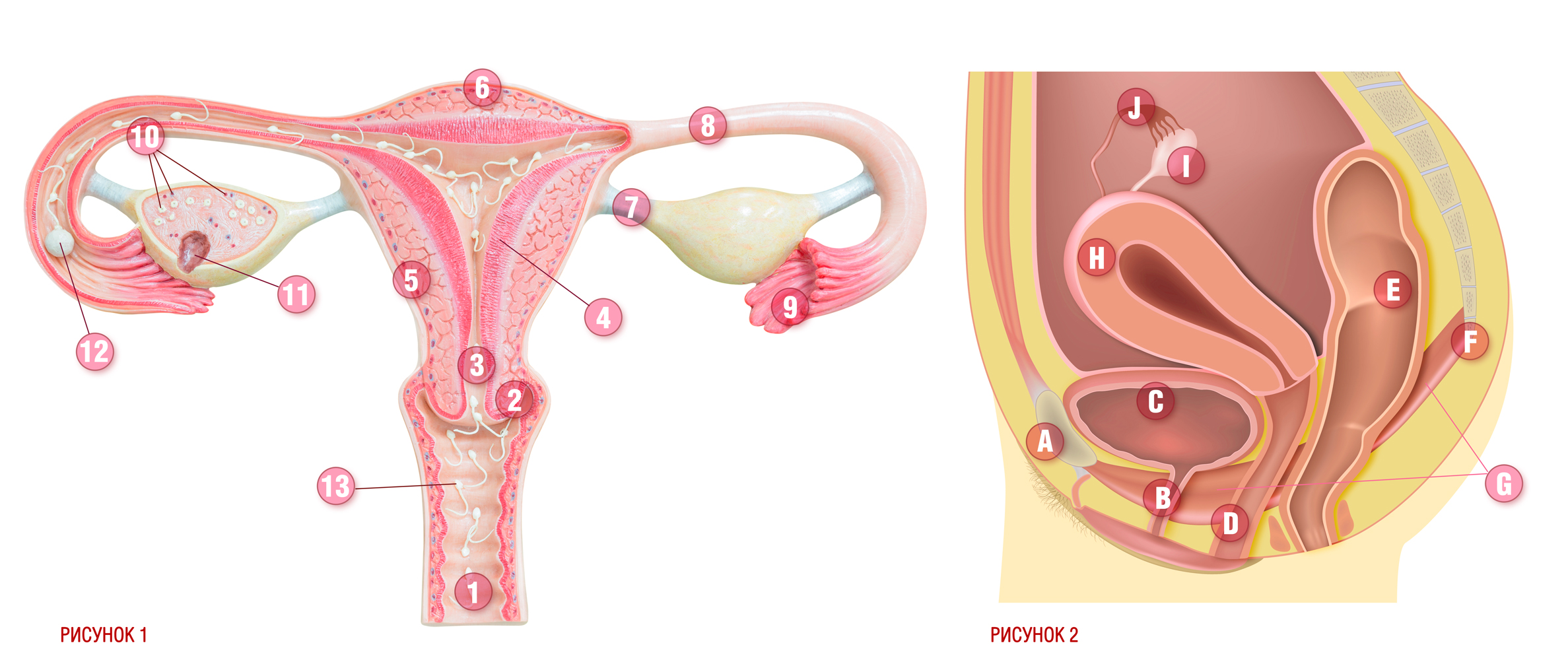 10 женских органов. Репродуктивная система анатомия матка. Анатомия матки женской репродуктивной системы.. Репродуктивные органы женщины. Женский организм матка.